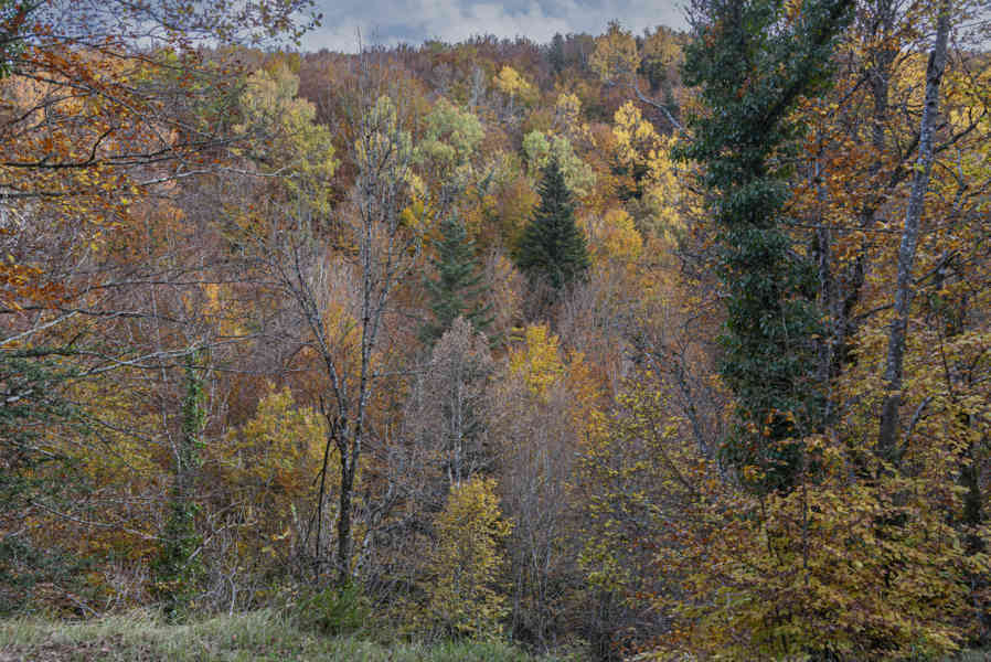 Comunidad Foral de Navarra 084 - Selva de Irati.jpg